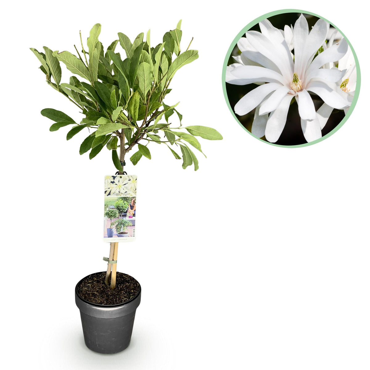 Magnolia stellata auf Stamm – Ø 19 cm, 90 cm hoch