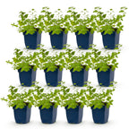 Nepeta faassenii 'Six Hills Giant' (catmint) – purple – 12 plants, Ø11 cm, 15–25 cm high
