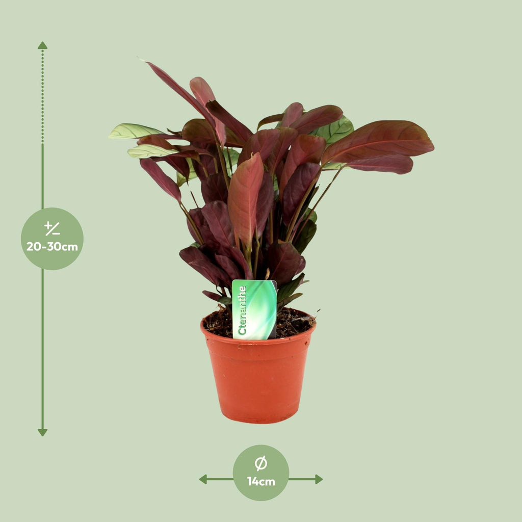 Ctenanthe Amagris (fiskebensplante) – Ø14 cm, 25 cm høj
