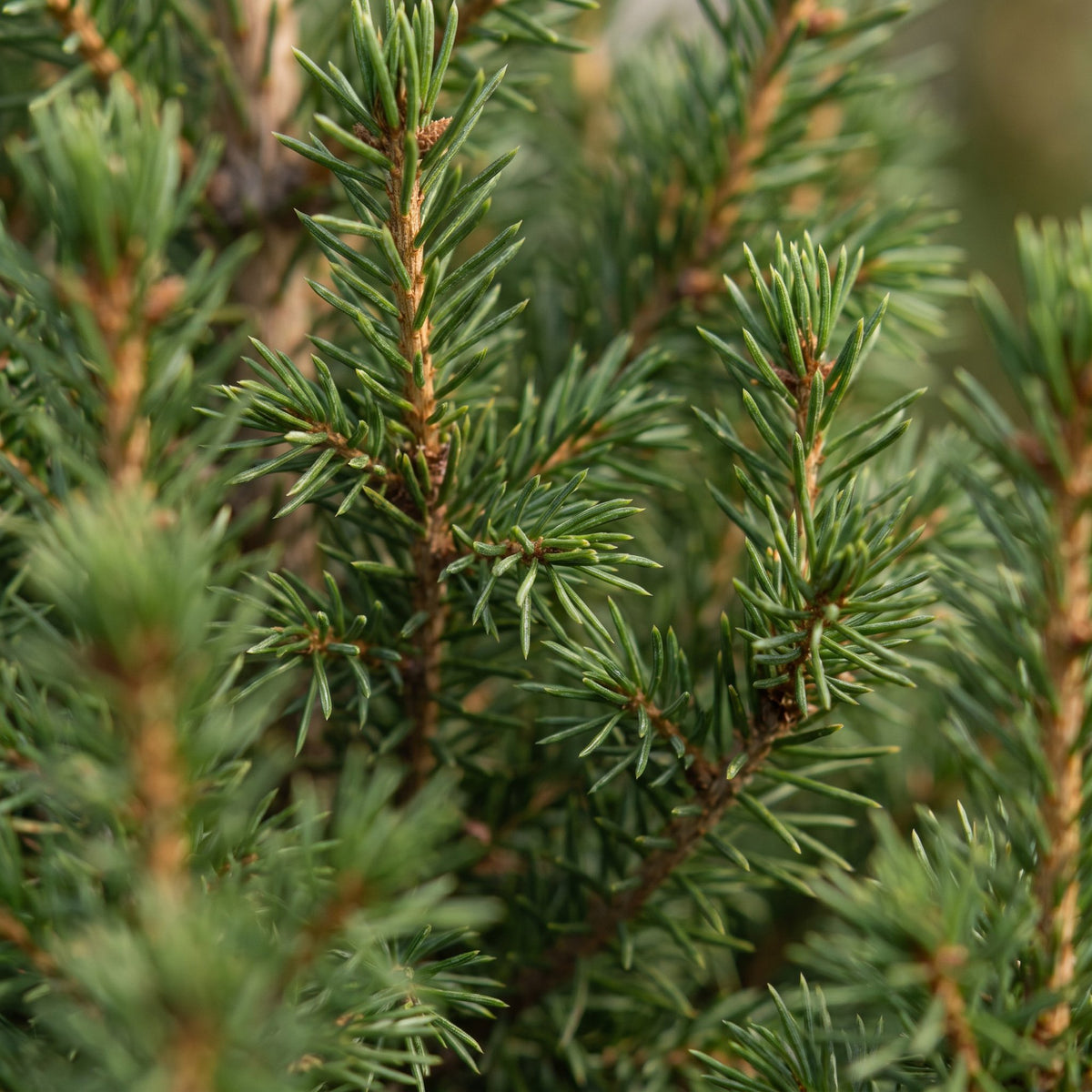 2× Picea glauca Conica (kerstboompje) – Ø13 cm, 45 cm hoog