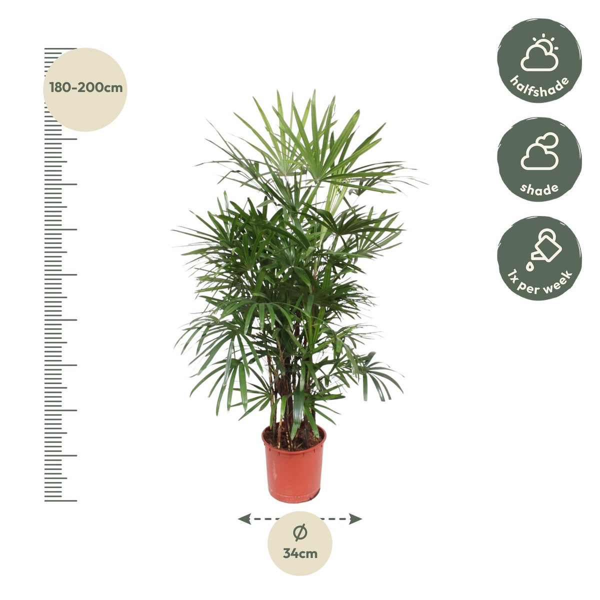 Rhapis Excelsa (palmier rhapis) – Ø34 cm, 190 cm de haut