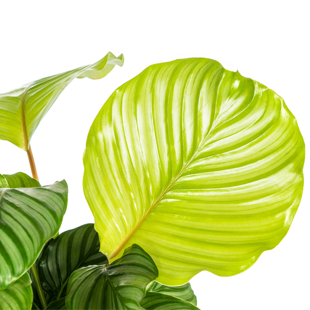 Calathea orbifolia – Ø17 cm, 40–50 cm hoog