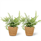 2× Pteris cretica Albolineata (pteris fern) with basket – Ø12 cm, 20 cm high
