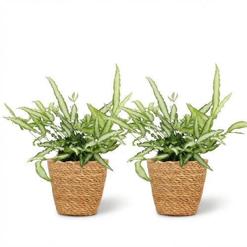 2× Pteris cretica Albolineata (pteris-varen) met mand – Ø12 cm, 20 cm hoog