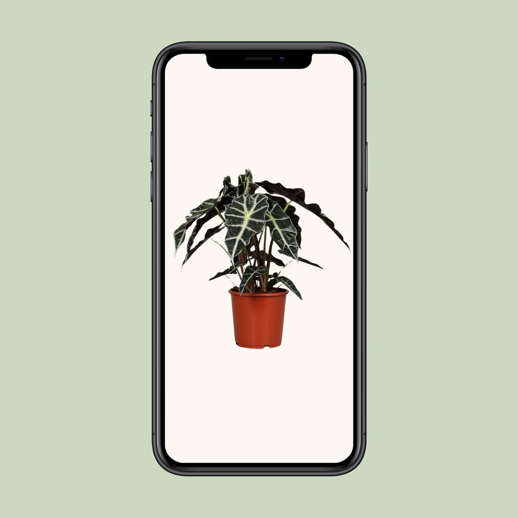 Alocasia Polly (elefantøre) – Ø17 cm, 45 cm høj