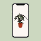 Alocasia Polly (elefantøre) – Ø17 cm, 45 cm høj