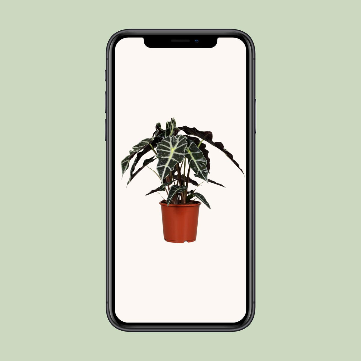 Alocasia Polly (elefantøre) – Ø17 cm, 45 cm høj
