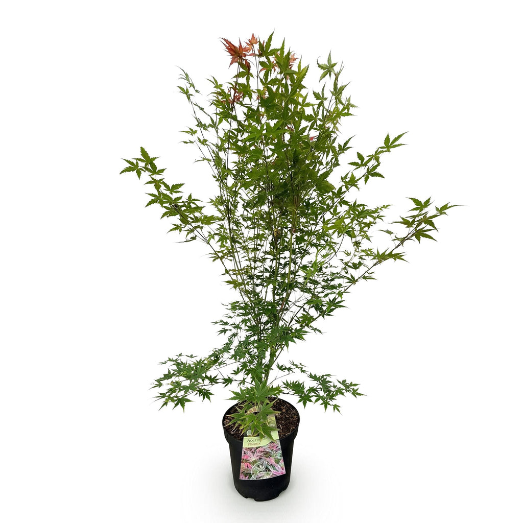 Acer palmatum 'Phoenix' (érable du Japon) – rouge – Ø26 cm, 90 cm de haut – photo 2