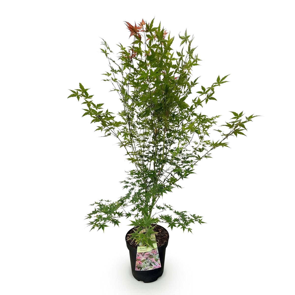 Acer palmatum 'Phoenix' (érable du Japon) – rouge – Ø26 cm, 90 cm de haut – photo 2