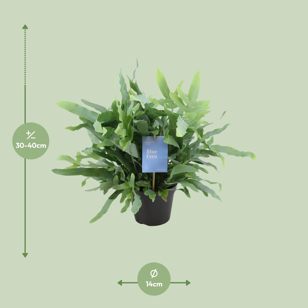 Phlebodium Blue Fern (blåbreg) – Ø14 cm, 40 cm høj