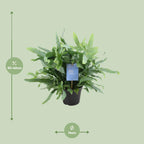 Phlebodium Blue Fern (blåbreg) – Ø14 cm, 40 cm høj