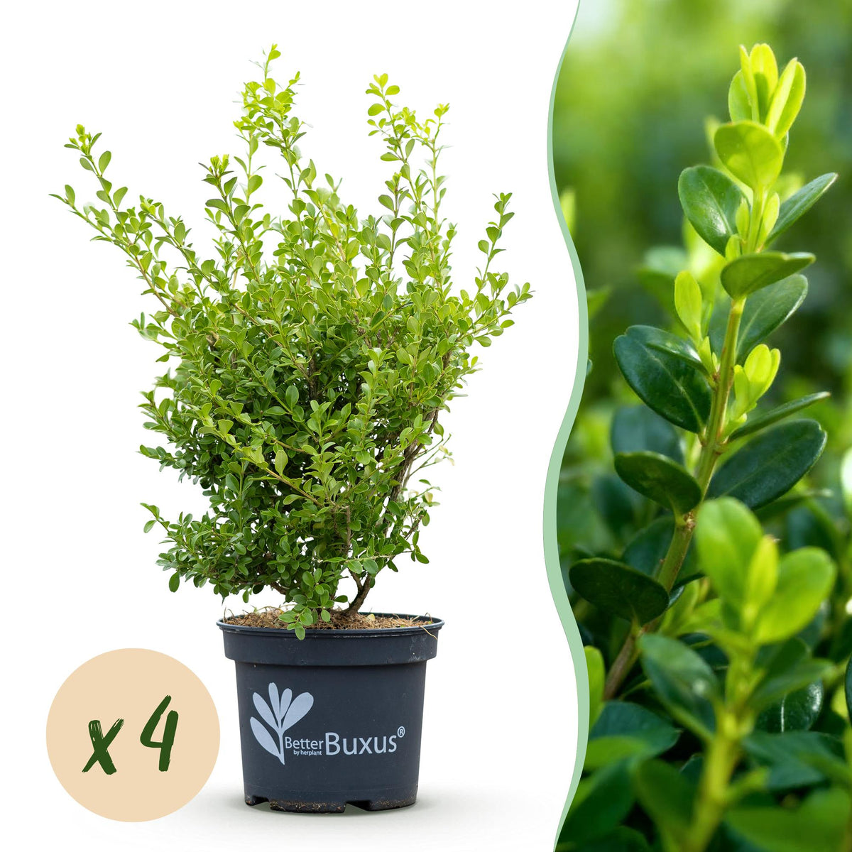 Buxus – 4 Pflanzen, Ø 19 cm, 50–55 cm hoch