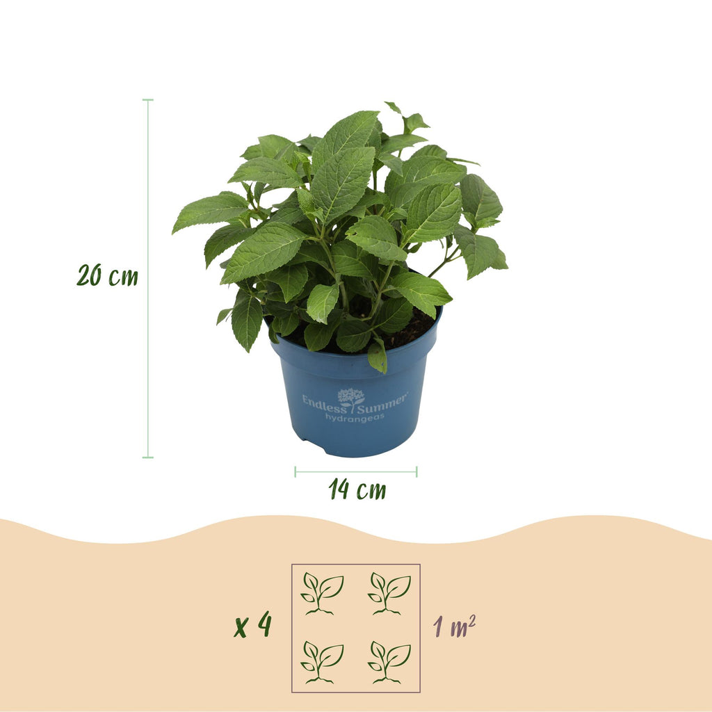 Hydrangea 'Endless Summer The Original Blue' (hortensia) – blå – 8 planter, Ø14 cm, 20–25 cm høje – billede 3