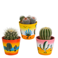 3× Koglekaktus mix (Cactaceae) – Ø9 cm, 16 cm høj