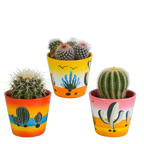 3× Koglekaktus mix (Cactaceae) – Ø9 cm, 16 cm høj