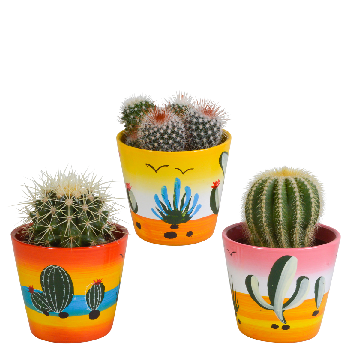 3× Koglekaktus mix (Cactaceae) – Ø9 cm, 16 cm høj