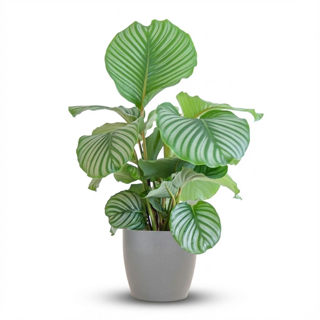 Calathea orbifolia i Potter-pyntepotte grå – Ø21 cm, 65 cm høj