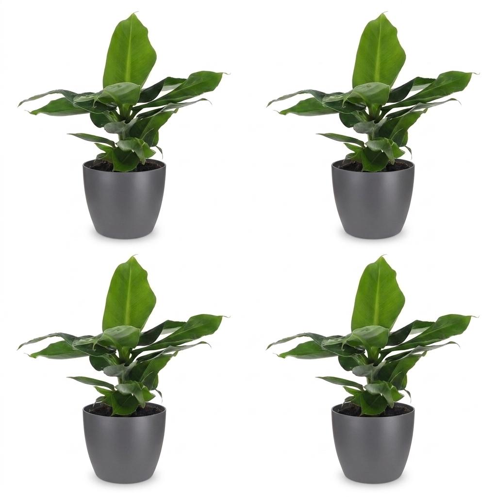 4× Musa Oriental Dwarf (banana plant) in grey Potter decorative pot – Ø12 cm, 30 cm high – photo 2
