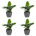 4× Musa Oriental Dwarf (banana plant) in grey Potter decorative pot – Ø12 cm, 30 cm high