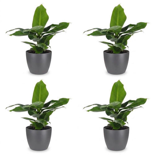 4× Musa Oriental Dwarf (bananenplant) in Potter-sierpot grijs – Ø12 cm, 30 cm hoog