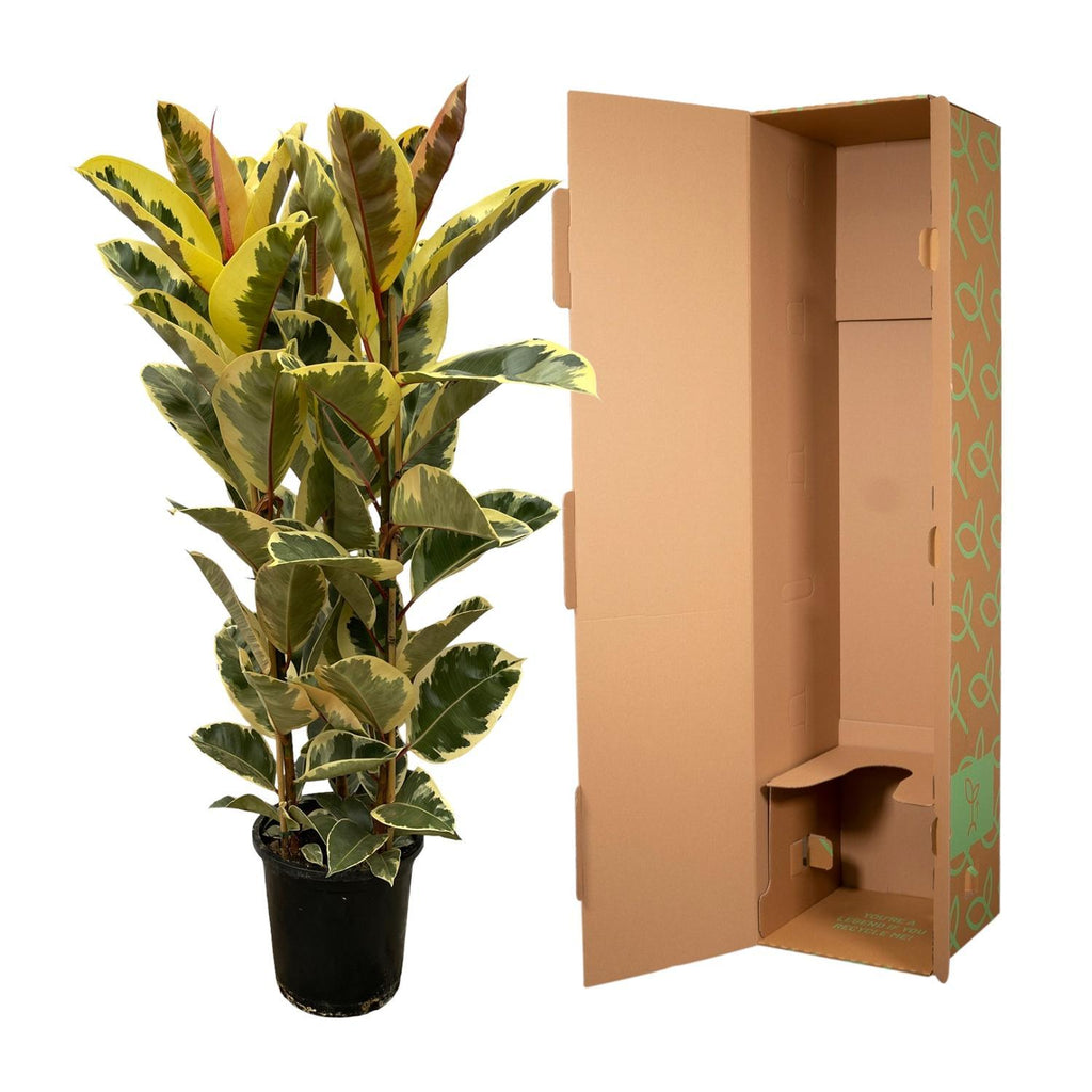 Arbuste Ficus elastica Tineke (plante caoutchouc) – Ø28 cm, 140 cm de haut