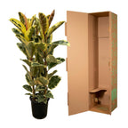 Arbuste Ficus elastica Tineke (plante caoutchouc) – Ø28 cm, 140 cm de haut