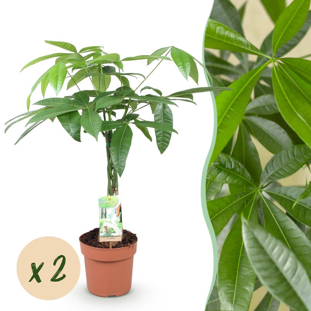 2× Pachira aquatica mit geflochtenem Stamm (Geldbaum) – Ø 17 cm, 60–70 cm hoch