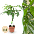 2× Pachira aquatica mit geflochtenem Stamm (Geldbaum) – Ø 17 cm, 60–70 cm hoch