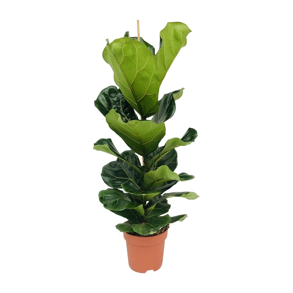 Ficus lyrata (vioolbladplant) – Ø21 cm, 100 cm hoog