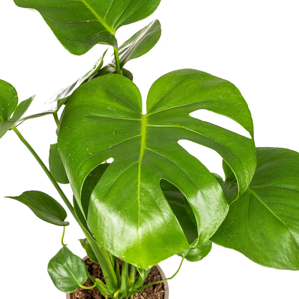 Monstera deliciosa Tauerii (Fensterblatt) – Ø 17 cm, 50–70 cm hoch