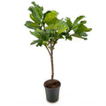 Ficus lyrata boom (vioolbladplant) – Ø30 cm, 170 cm hoog