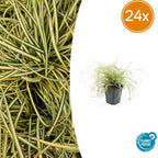 Carex oshim. 'Evergold' (sedge) – 24 plants, Ø9 cm, 10–25 cm high