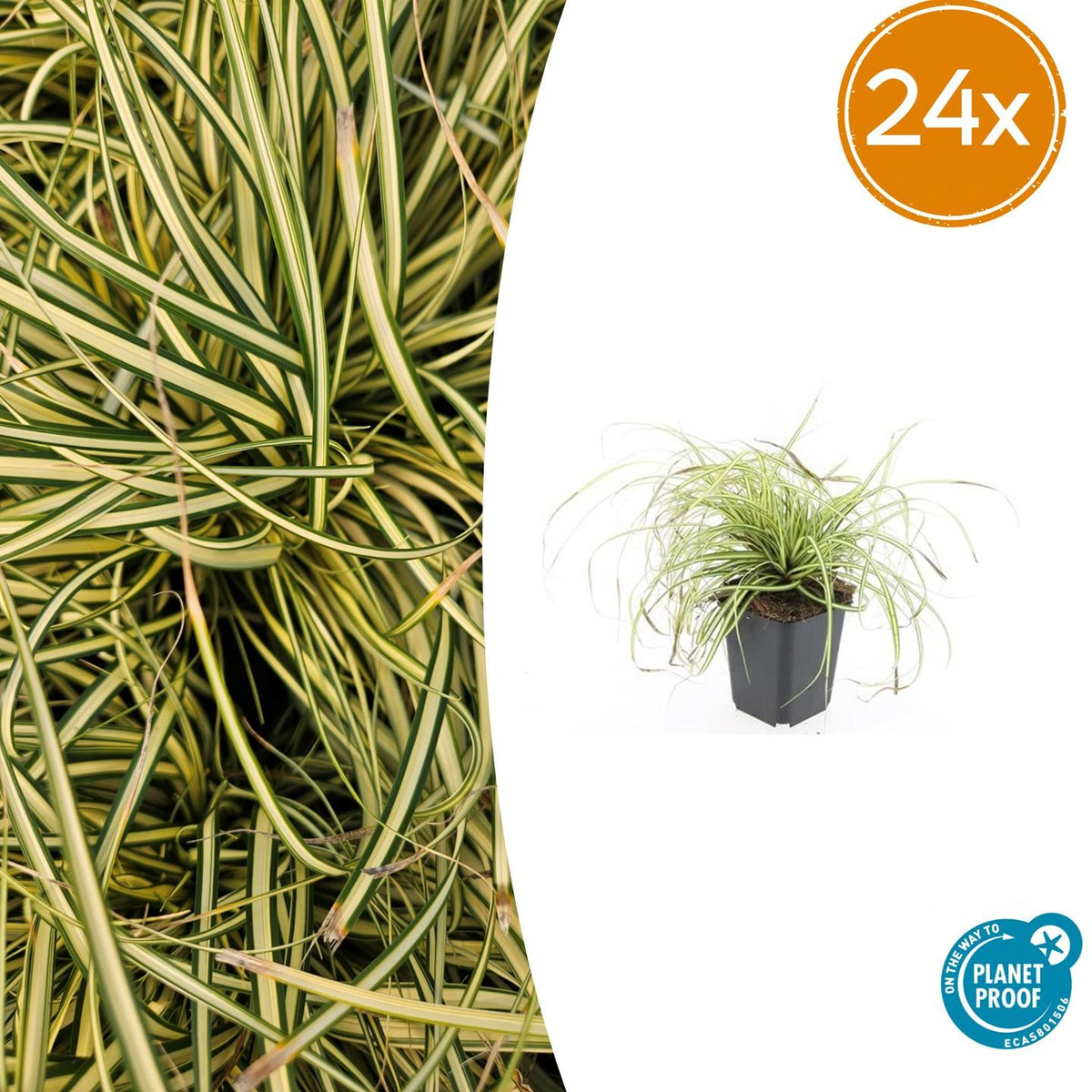 Carex oshim. 'Evergold' (zegge) – 24 planten, Ø9 cm, 10–25 cm hoog