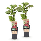 Rubus 'Thornless Loganberry' (framboise) – 2 plants, Ø15 cm, 50 cm de haut