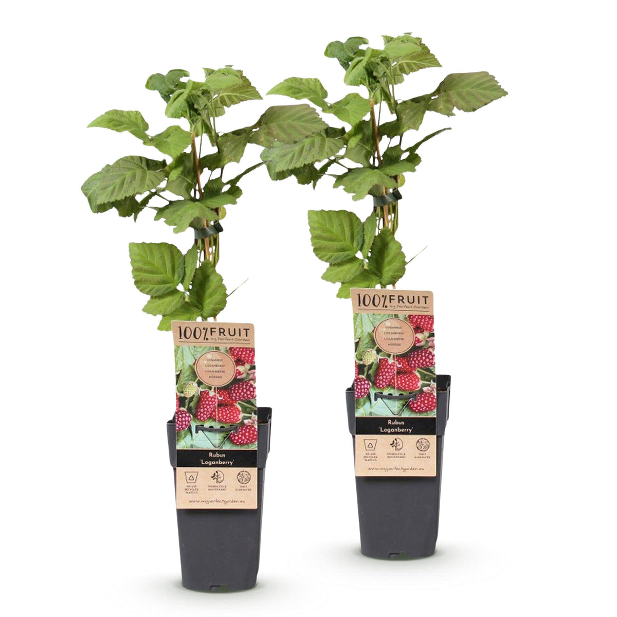 Rubus 'Thornless Loganberry' (framboise) – 2 plants, Ø15 cm, 50 cm de haut – photo 2