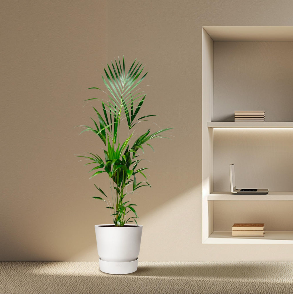 Kentia palm (Howea) – Ø25 cm, 170 cm hoog