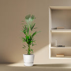 Kentia palm (Howea) – Ø25 cm, 170 cm hoog