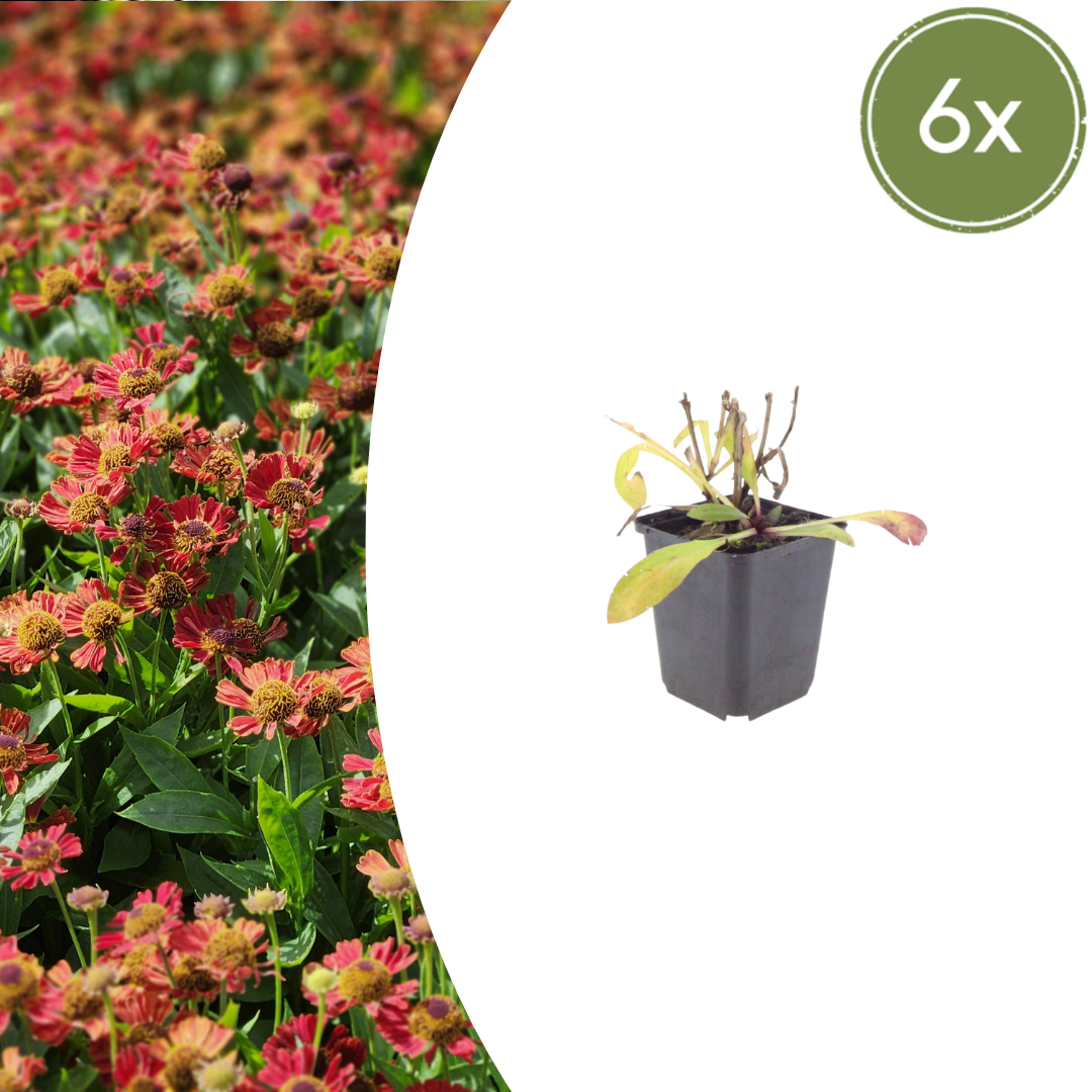 Helenium 'Moerheim Beauty' (zonnekruid) – 6 planten, Ø9 cm, 10–25 cm hoog