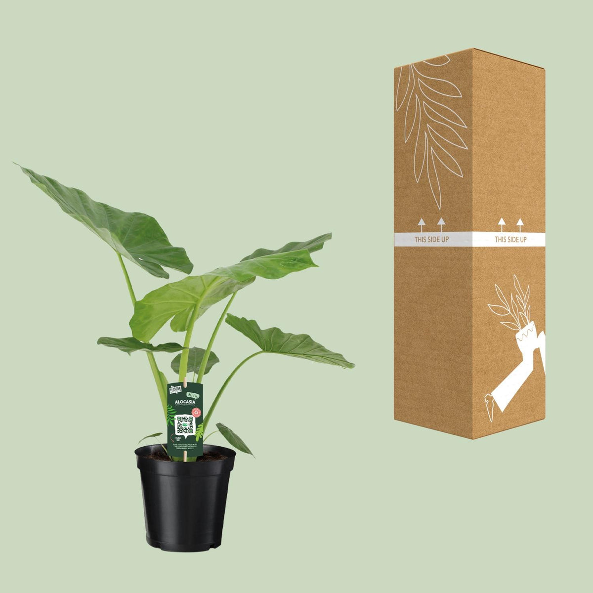 Alocasia Macrorrhiza (oreille d'éléphant) – Ø19 cm, 70 cm de haut