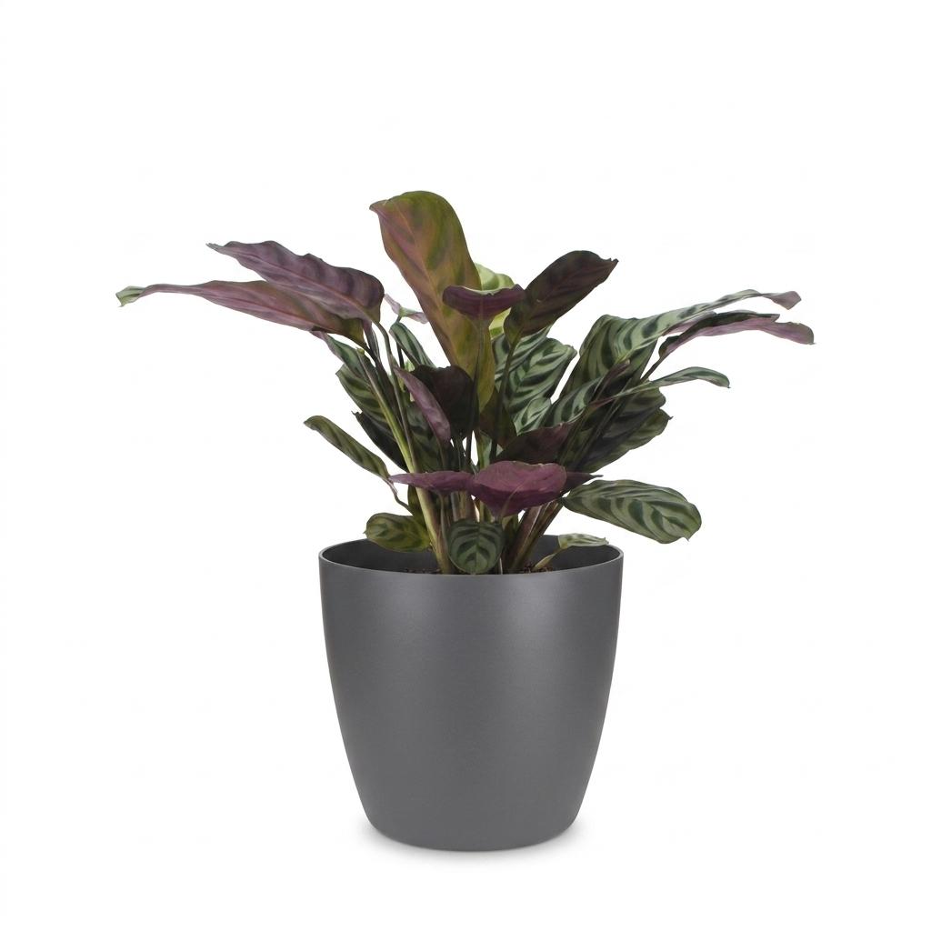Ctenanthe burle-marxii (plante-épi) dans pot décoratif Potter gris – Ø12 cm, 30 cm de haut – photo 2