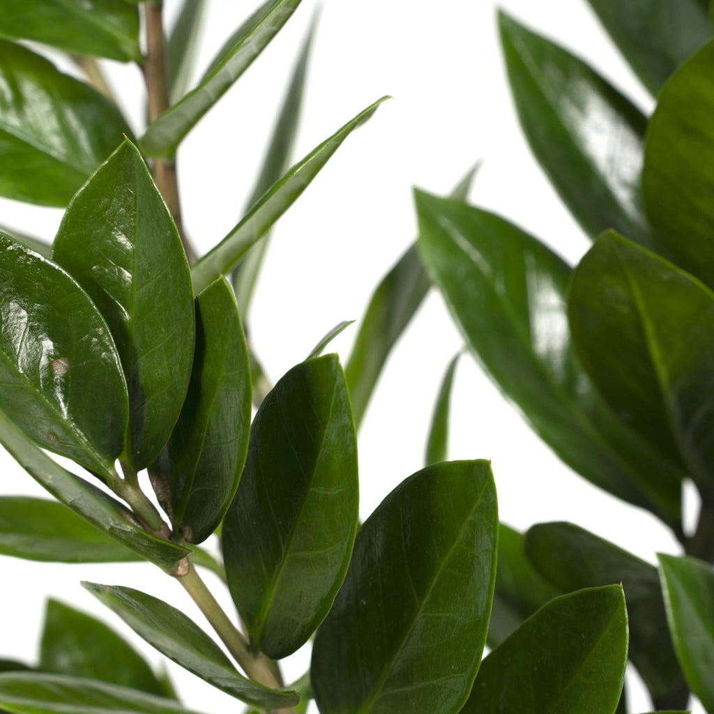 Zamioculcas zamiifolia (Glücksfeder) – Ø 17 cm, 70 cm hoch – Art. 2902
