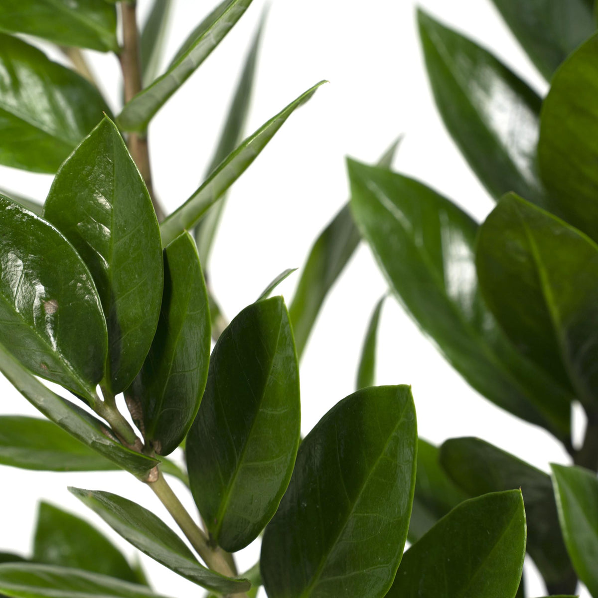 Zamioculcas zamiifolia (zz-plant) – Ø17 cm, 70 cm hoog – art. 2902