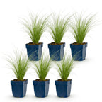 Stipa tenuissima 'Ponytails' (stipe) – 6 plantes, Ø11 cm, 15–25 cm de haut
