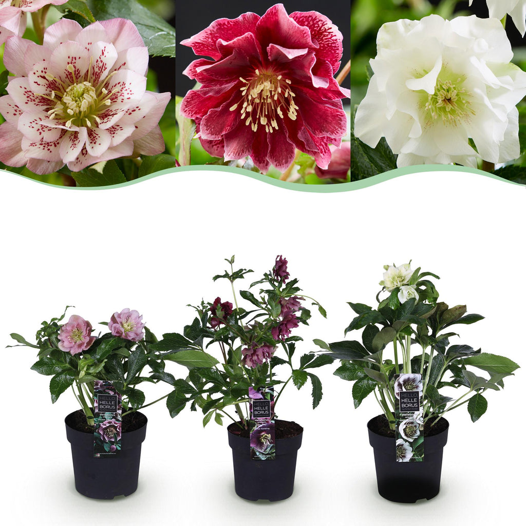 Helleborus orientalis 'Double Tricolour' (Christrose) – rosa – 3 Pflanzen, Ø 14 cm, 35 cm hoch