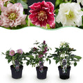 Helleborus orientalis 'Double Tricolour' (Christrose) – rosa – 3 Pflanzen, Ø 14 cm, 35 cm hoch