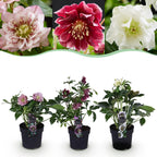 Helleborus orientalis 'Double Tricolour' (Christrose) – rosa – 3 Pflanzen, Ø 14 cm, 35 cm hoch