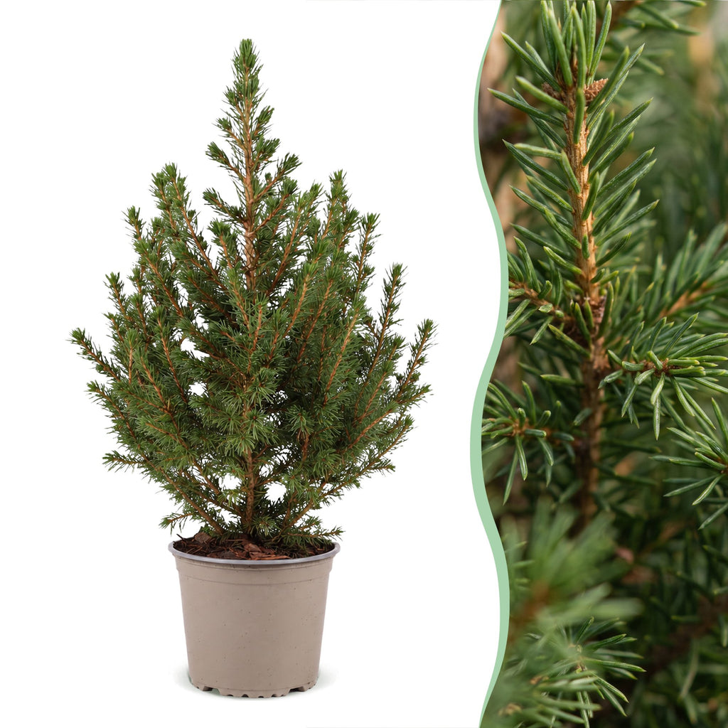 Picea glauca Conica (petit sapin de Noël) – Ø13 cm, 45 cm de haut