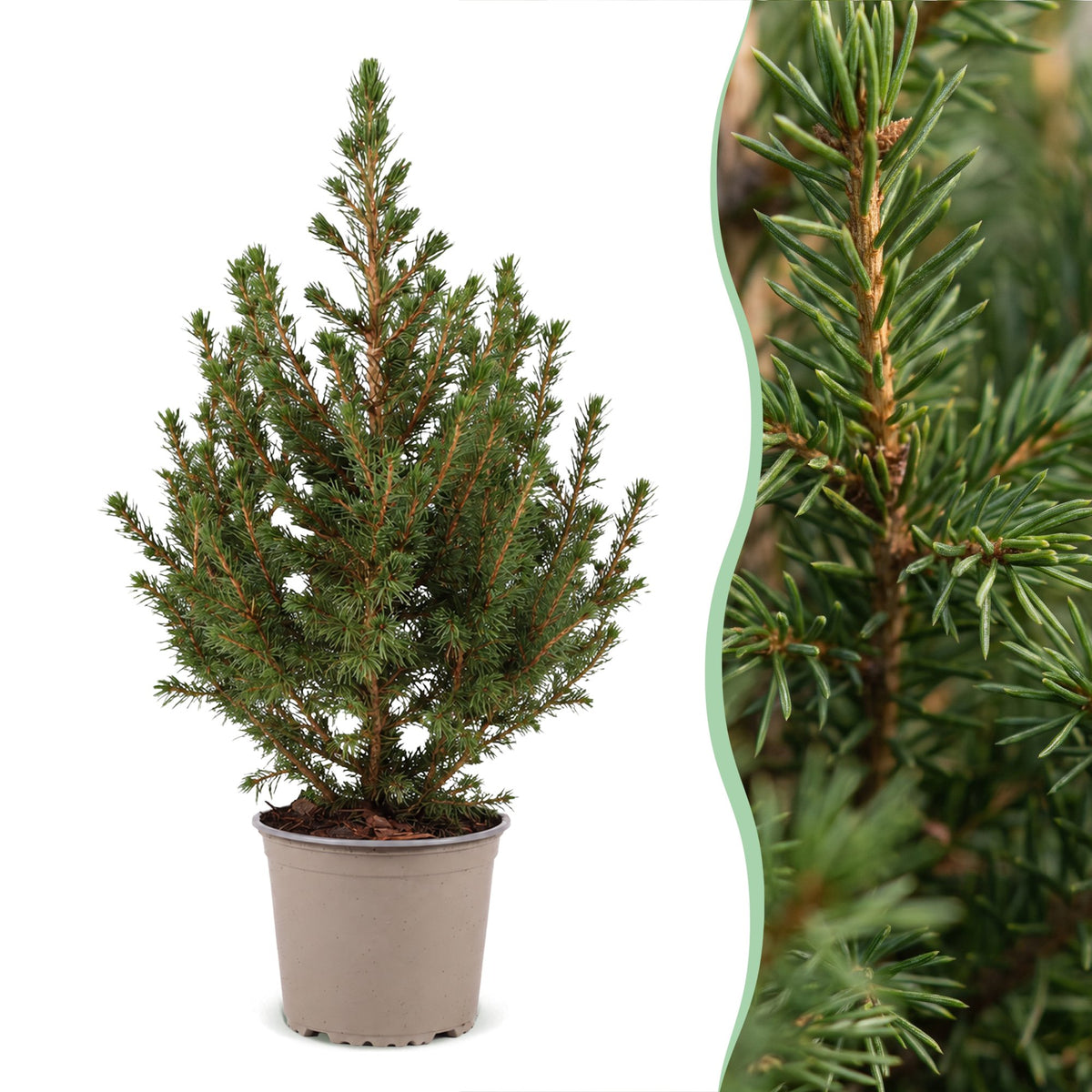 Picea glauca Conica (petit sapin de Noël) – Ø13 cm, 45 cm de haut