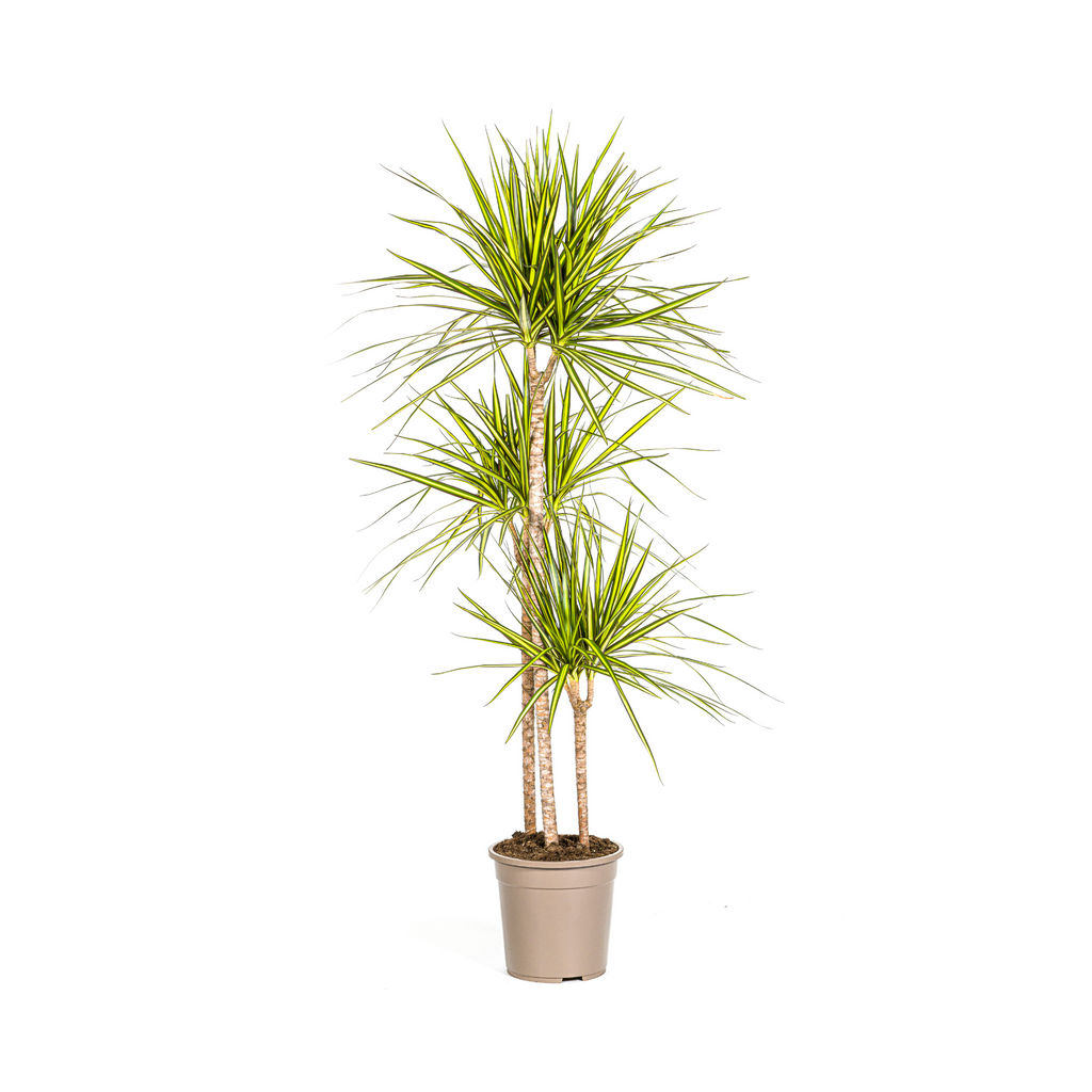 Dracaena marginata Sunray (Drachenbaum) – Ø 24 cm, 130–150 cm hoch