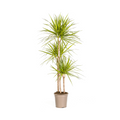 Dracaena marginata Sunray (Drachenbaum) – Ø 24 cm, 130–150 cm hoch